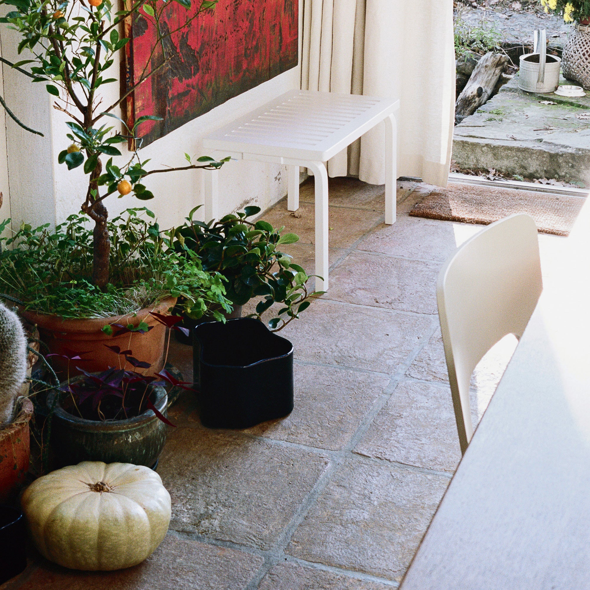 carnivorous plants soil Special Blend Carnivorous Plants Soil Mix for Venus Flytrap Drosera Sundew  Pitcher Plants